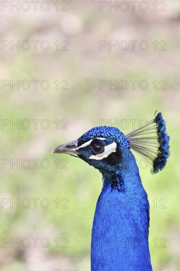 Indian peafowl (Pavo scalloped ribbonfish), portrait, captive, North Rhine-Westphalia, Germany