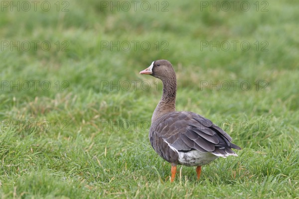 White-fronted goose (Anser albifrons), standing in a meadow in the wintering area, wildlife, Bislicher Insel nature reserve, Xanten, Lower Rhine, North Rhine-Westphalia, Germany