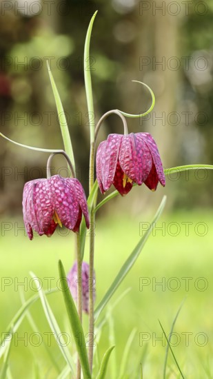 Snake's Head Fritillary (Fritillaria meleagris), two flowers in a meadow, inflorescence, early bloomer, spring, Wilnsdorf, North Rhine-Westphalia, Germany
