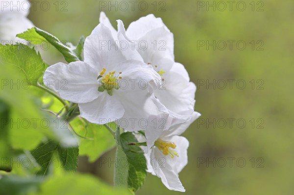 Apple blossoms (Malus), white blossoms with bokeh in the background, Wilnsdorf, Nordrhein. Westphalia, Germany