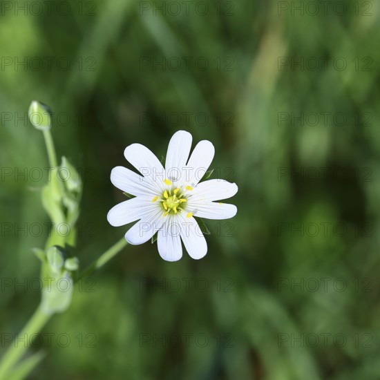 Greater stitchwort (Stella holostea), flowering in the forest, close-up, spring, Wilnsdorf, North Rhine-Westphalia, Germany