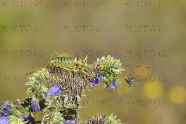 Steppe saddle grasshopper, steppe saddle grasshopper (Ephippiger ephippiger), male, on Viper's bugloss (Echium vulgare), with bokeh in the background, leafhoppers, long-fingered grasshoppers, Red List of Germany, specially protected species, critically endangered, Cochem, Moselle, Rhineland-Palatinate, Germany