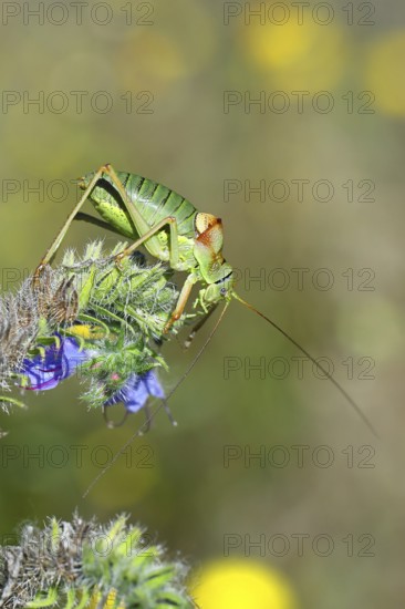 Steppe saddle grasshopper, steppe saddle grasshopper (Ephippiger ephippiger), male, on Viper's bugloss (Echium vulgare), with bokeh in the background, leafhoppers, long-fingered grasshoppers, Red List of Germany, specially protected species, critically endangered, Cochem, Moselle, Rhineland-Palatinate, Germany