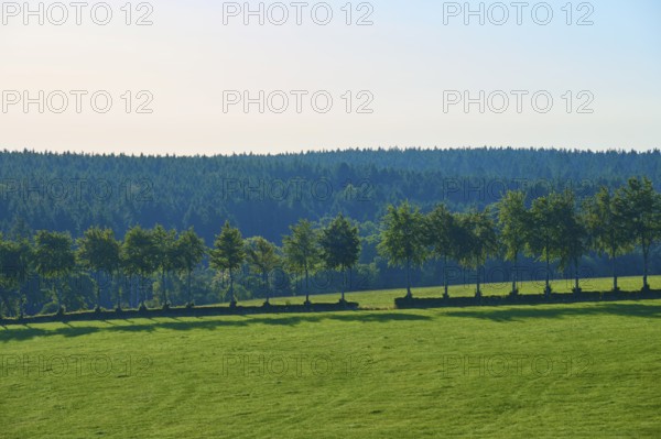 Row of trees on a gentle green meadow in front of a wooded backdrop, summer, Rohren, Monschau, Eifel, North Rhine-Westphalia, Germany