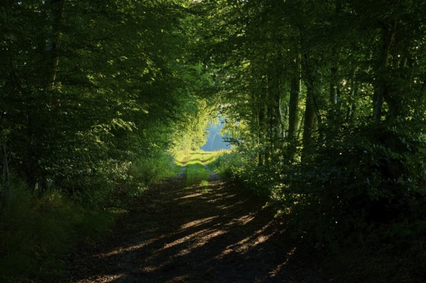 A forest path densely lined with trees, interrupted by light reflections, summer, Rohren, Monschau, Eifel, North Rhine-Westphalia, Germany