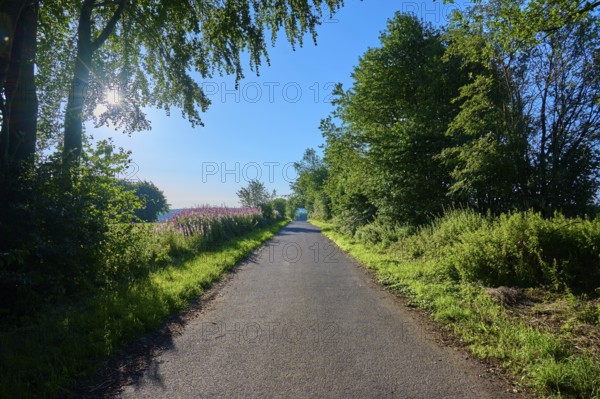 A tree-lined path shines in the sunlight, a summer idyll, summer, Rohren, Monschau, Eifel, North Rhine-Westphalia, Germany