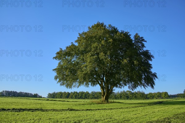 A large tree stands majestically in the centre of a wide green meadow, with more trees in the background, under a clear blue sky, summer, Rohren, Monschau, Eifel, North Rhine-Westphalia, Germany
