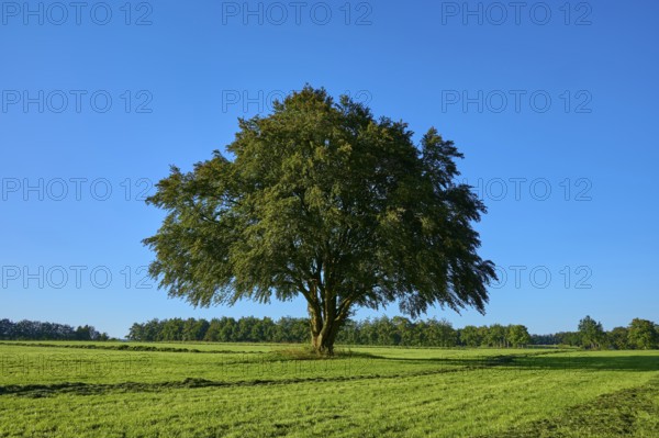 A lone tree stands majestically on a wide green meadow, in the background more trees under a blue sky, summer, Rohren, Monschau, Eifel, North Rhine-Westphalia, Germany