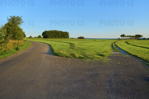 Fork in the road that splits, through green fields and trees under a clear blue sky, summer, Rohren, Monschau, Eifel, North Rhine-Westphalia, Germany