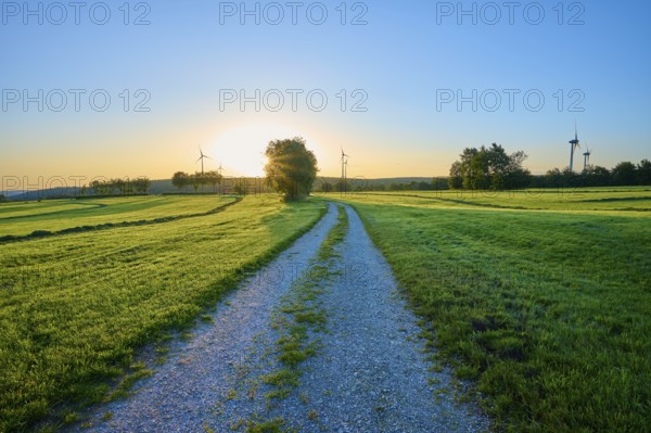 A gravelled path leads through a wide meadow glowing in the morning light, while wind turbines are visible in the distance, summer, Rohren, Monschau, Eifel, North Rhine-Westphalia, Germany