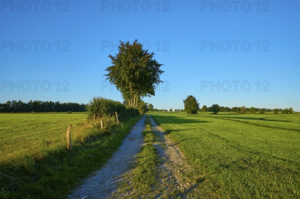 Narrow path leads through green fields, surrounded by tall trees under a clear sky in the morning light, summer, Rohren, Monschau, Eifel, North Rhine-Westphalia, Germany