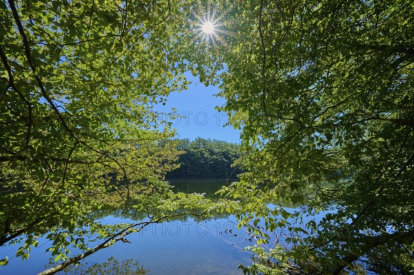 The sun shines through the dense leaves onto the clear water of the lake, summer, Rursee, Obersee, Simmerath, Eifel National Park, North Rhine-Westphalia, Germany