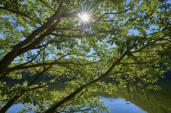 Sunlight breaking through the canopy of trees over a calm body of water, summer, Rursee, Obersee, Simmerath, Eifel National Park, North Rhine-Westphalia, Germany