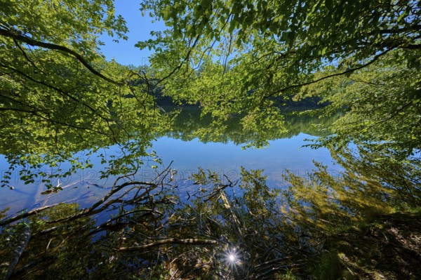 Tranquil water landscape under trees with natural reflection and clear sky, summer, Rursee, Obersee, Simmerath, Eifel National Park, North Rhine-Westphalia, Germany