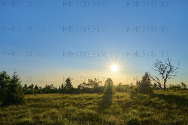 The sun over a green meadow and illuminates the trees on the horizon, High Fens, Eifel, LiÃ¨ge, Belgium