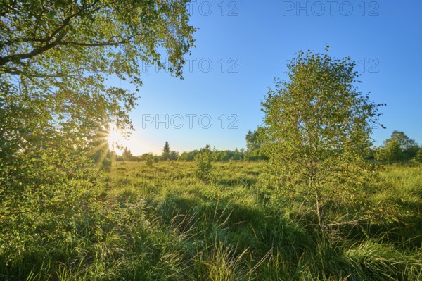 Gentle sunlight pervades the green of the landscape in the evening, High Fens, Eifel, LiÃ¨ge, Belgium