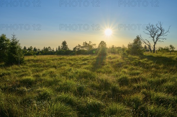 The setting sun bathes the meadow and trees in warm light, High Fens, Eifel, LiÃ¨ge, Belgium