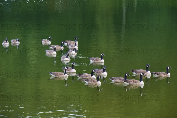 Group of Canada geese (Branta canadensis), on a still, green body of water, summer, Rursee, Rurberg, Simmerath, Eifel National Park, North Rhine-Westphalia, Germany