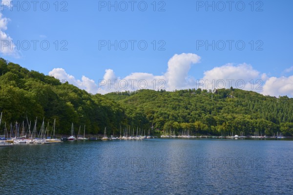 Sailboats on a wooded shore of a lake under a clear sky, summer, Rursee, Rurtalsperre, Simmerath, Eifel National Park, North Rhine-Westphalia, Germany