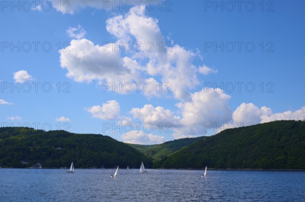 Several sailing boats sailing on a large lake between wooded hills under a blue sky, summer, Rursee, Rurtalsperre, Simmerath, Eifel National Park, North Rhine-Westphalia, Germany
