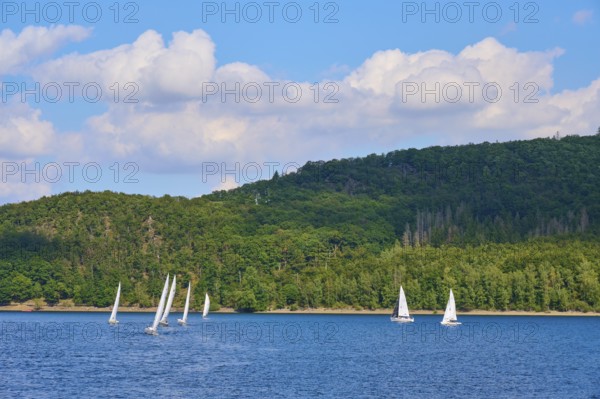 Several sailing boats on a lake in front of a wooded backdrop and blue sky, summer, Rursee, Obersee, Rurberg, Simmerath, Eifel National Park, North Rhine-Westphalia, Germany