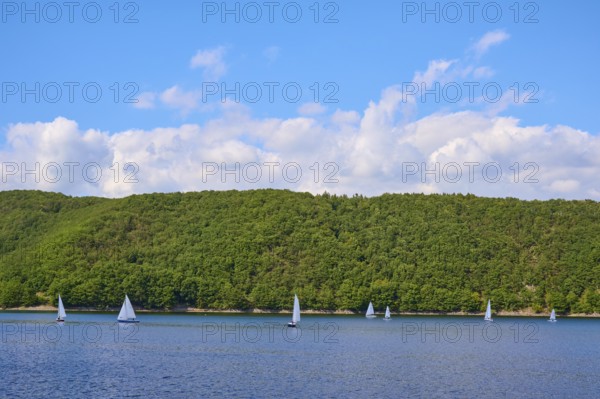 Small sailing boats sailing close to the wooded shore of a quiet lake under a blue sky, summer, Rursee, Rurtalsperre, Simmerath, Eifel National Park, North Rhine-Westphalia, Germany