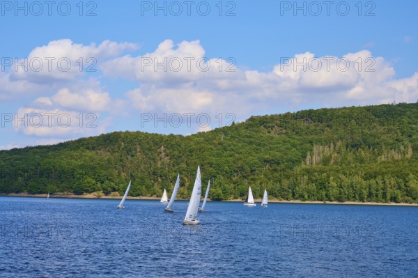 Several sailboats sailing on a lake in front of a wooded shore under a cloudy sky, summer, Rursee, Rurtalsperre, Simmerath, Eifel National Park, North Rhine-Westphalia, Germany