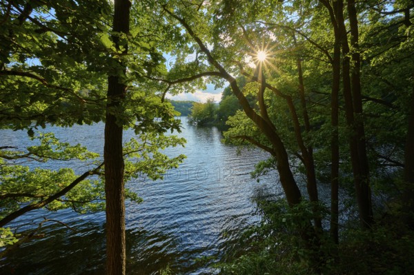 Sunlight shining through dense trees on a calm lake, summer, Rursee, Obersee, Simmerath, Eifel National Park, North Rhine-Westphalia, Germany