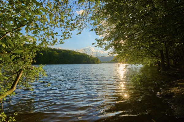 Water reflection in the lake, surrounded by trees in the sunlight, summer, Rursee, Obersee, Simmerath, Eifel National Park, North Rhine-Westphalia, Germany
