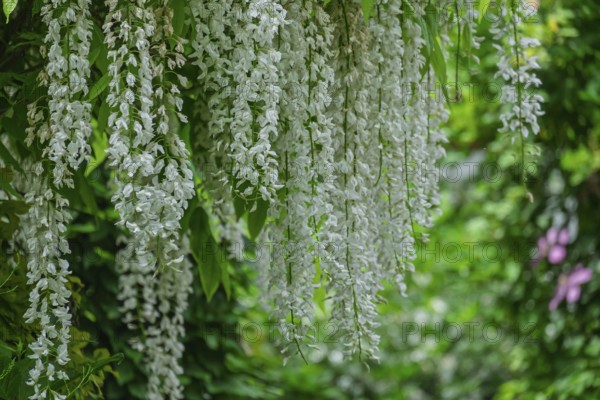 Japanese Wisteria (Wisteria floribunda) Blue Rain 'Longissima Alba', MÃ¼nsterland, North Rhine-Westphalia, Germany