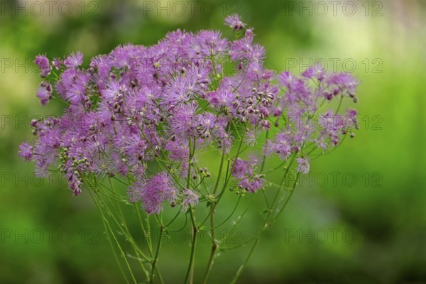 Meadow rue (Thalictrum), Netherlands