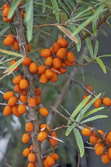 Sea buckthorn (Hippophae rhamnoides), fruit, North Rhine-Westphalia, Germany