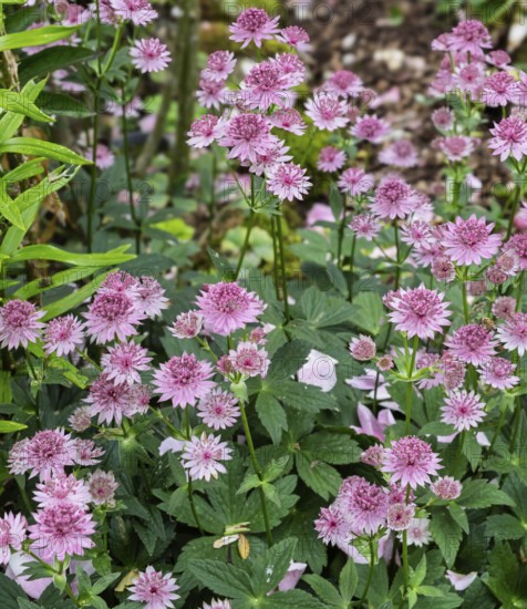 Astrantia major (Astrantia major), MÃ¼nsterland, North Rhine-Westphalia, Germany