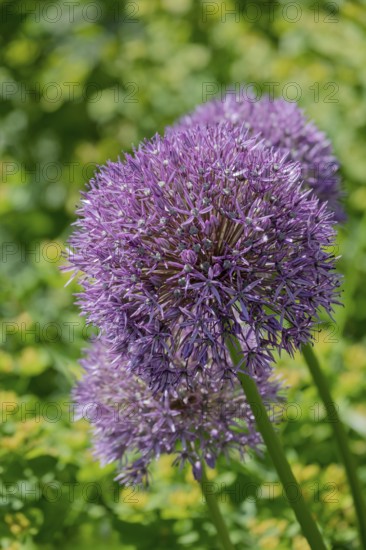 Ornamental leek (Allium sp.), inflorescence, MÃ¼nsterland, North Rhine-Westphalia, Germany