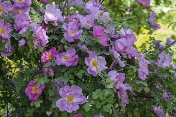 Rose, shrub rose, North Rhine-Westphalia, Germany