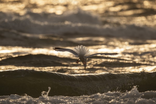 Herring gull (Larus argentatus) in flight over the surf looking for starfish, evening light, Hvide Sande, North Sea, Denmark