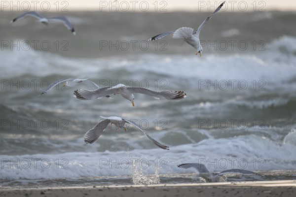 Herring gulls (Larus argentatus) in flight over the surf fighting over a captured starfish, Hvide Sande, North Sea, Denmark