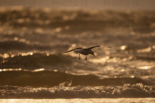 Herring gull (Larus argentatus) in flight over the surf looking for starfish, evening light, Hvide Sande, North Sea, Denmark