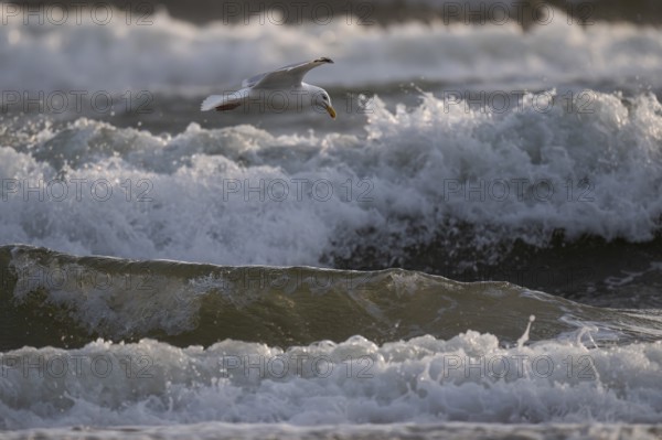 Herring gull (Larus argentatus) in flight over the surf looking for starfish, Hvide Sande, North Sea, Denmark