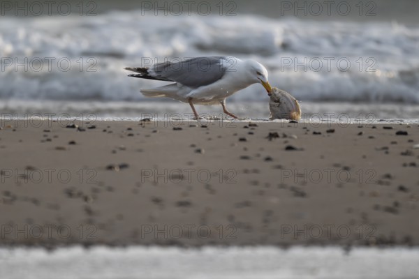 Herring gull (Larus argentatus) with small plaice or gilthead (Pleuronectes platessa) on the beach, Hvide Sande, North Sea, Denmark