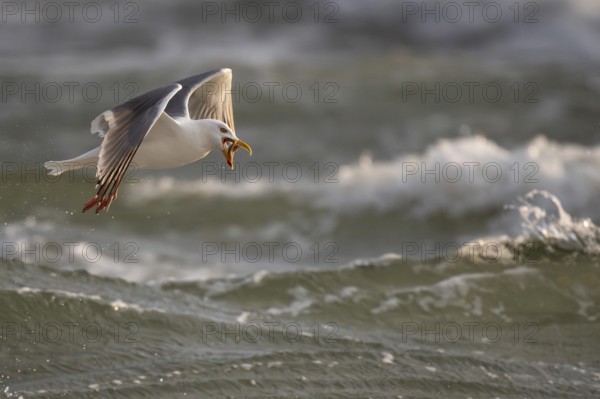 Herring gull (Larus argentatus) in flight over the surf with a starfish in its beak, Hvide Sande, North Sea, Denmark
