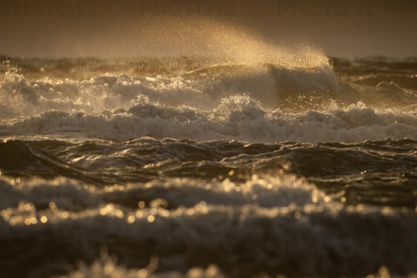 Rolling waves, surf, evening light, backlight, Hvide Sande, North Sea, Denmark