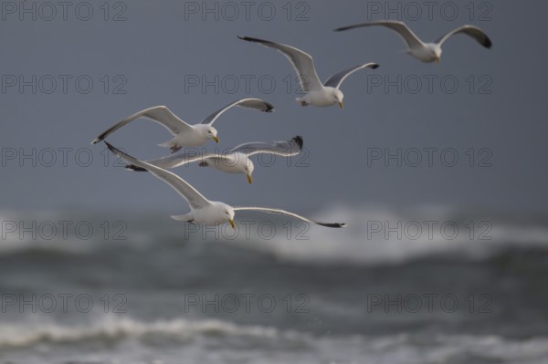 Herring gulls (Larus argentatus) in flight over the surf looking for starfish, Hvide Sande, North Sea, Denmark