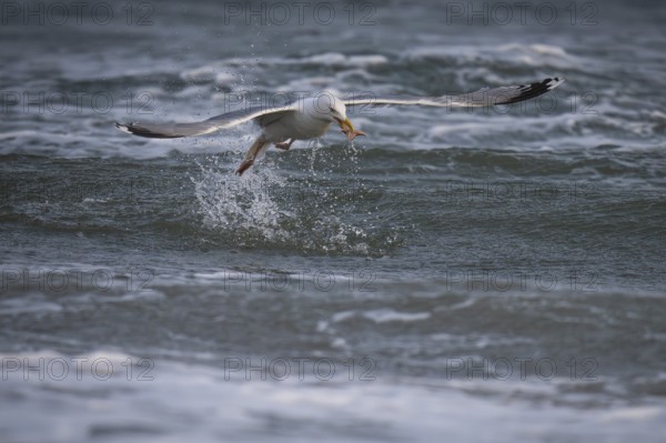 Herring Gull (Larus argentatus) with captured starfish in its beak, Hvide Sande, North Sea, Denmark