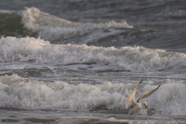 Herring gull (Larus argentatus) in the surf with starfish in its beak, Hvide Sande, North Sea, Denmark