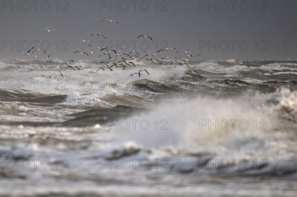 Large group of herring gulls (Larus argentatus) in flight over the surf looking for starfish, Hvide Sande, North Sea, Denmark
