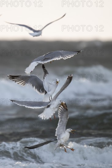 Herring gulls (Larus argentatus) in flight over the surf fighting over a captured starfish, Hvide Sande, North Sea, Denmark