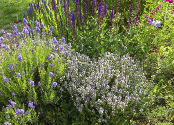 Flowering plants in bee and butterfly friendly garden, Suffolk, England, UK