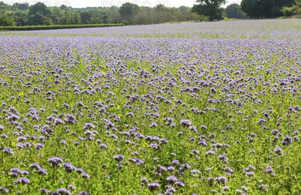 Lacy Phacelia, Phacelia Tanacetifolia, flowering in arable field used as green manure crop, Sutton, Suffolk, England, UK