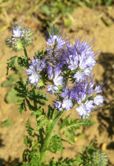 Close up of Lacy Phacelia, Phacelia Tanacetifolia, used as green manure crop, Sutton, Suffolk, England, UK